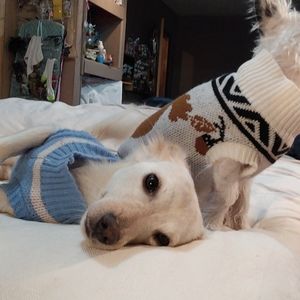 The Dresses & The Skirts